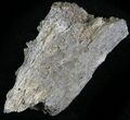 Edmontosaurus (Duck-Billed Dinosaur) Jaw Section #25262-2